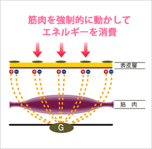 内臓脂肪減少にも効果大