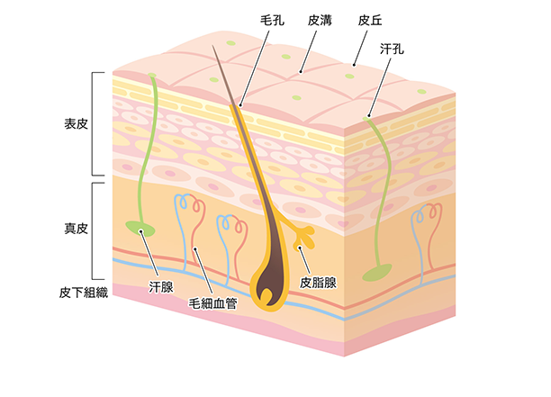 皮膚の基礎知識